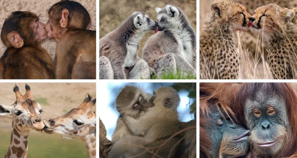 kur-u-dha-puthja-e-pare?!/-e-zbulon-shkenca:-21-milione-vjet-me-pare