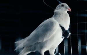 spiunet-e-rinj-te-komanduar,-rusia-stervit-pellumba-me-implante-ne-tru-dhe-mikro-kamera