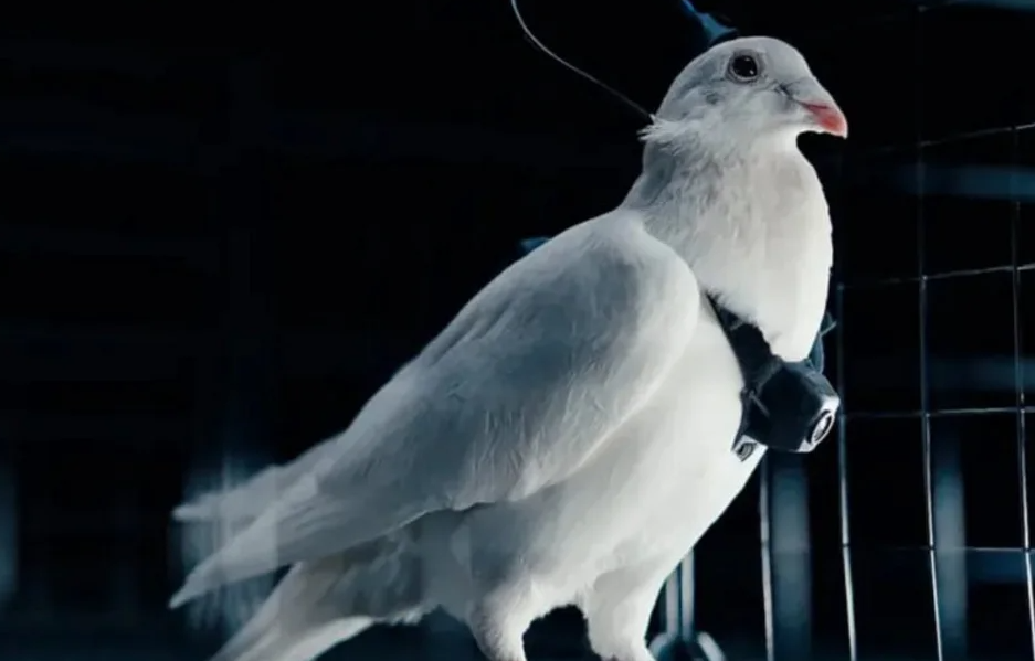 spiunet-e-rinj-te-komanduar,-rusia-stervit-pellumba-me-implante-ne-tru-dhe-mikro-kamera