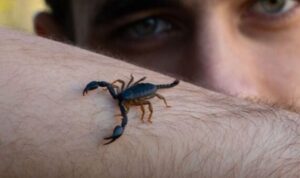 studimi:-helmi-i-akrepit-mund-te-perdoret-per-te-trajtuar-tumoret-e-kancerit-te-gjirit