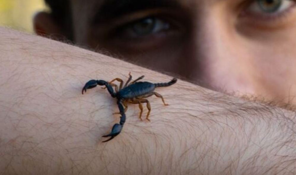 studimi:-helmi-i-akrepit-mund-te-perdoret-per-te-trajtuar-tumoret-e-kancerit-te-gjirit