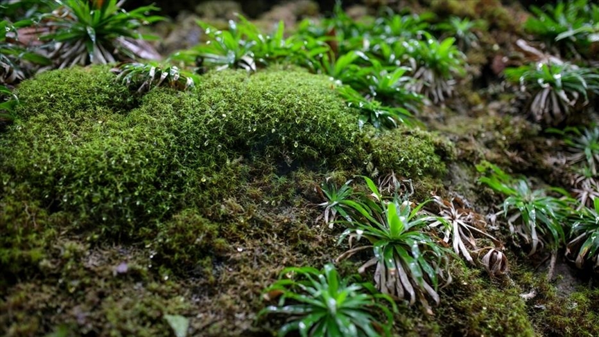 studimi:-myshku-mbijeton-9-muaj-ne-hapesire