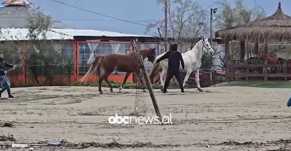 gare-hipizmi-ne-fier/-bregdeti-i-darzezes-eshte-kthyer-kete-te-diel-ne-piste-garash-me-kuaj