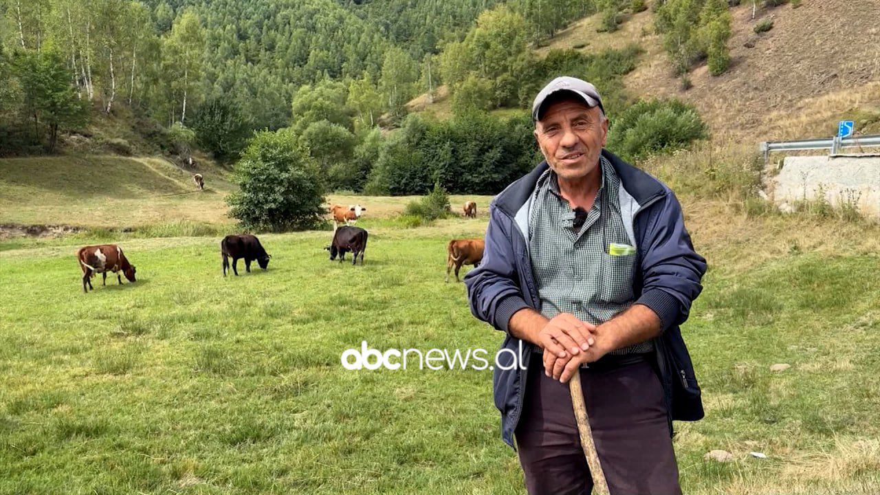 vjeshta-mbaron-me-heret-ne-novosej/-blegtoret-ne-kullota-edhe-per-pak-kohe,-shfrytezojne-ditet-e-fundit-te-stines