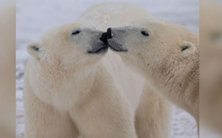 studimi:-adn-ja-e-arinjve-polare-po-ndryshon-per-t’u-pershtatur-me-ngrohjen-globale