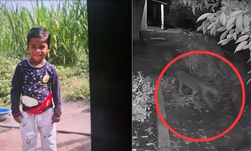 tronditese!-leopardi-sulmon-per-vdekje-4-vjecarin-ne-indi