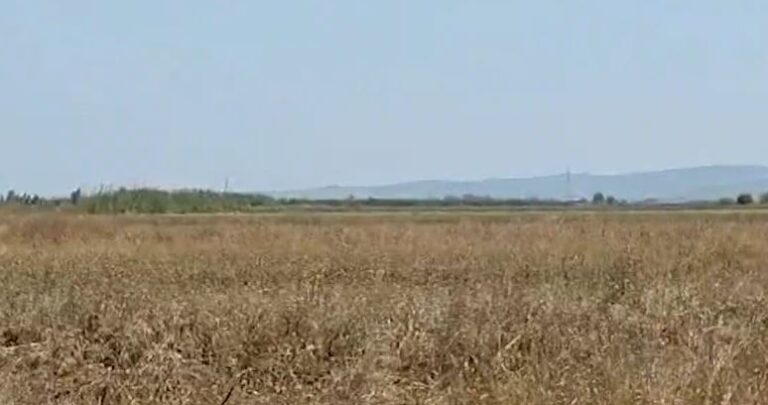 shirat-shkaterruan-grurin/-myzeqe,-fermeret-nisin-fushaten-e-dyte-te-mbjelljes