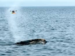 dronet-zbulojne-viruse-te-rrezikshme-te-balenat-permes-frymemarrjes-se-tyre