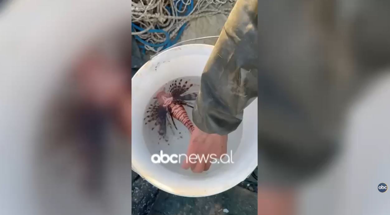 video/-peshkataret-kapin-ne-gjirin-e-vlores-peshkun-helmues