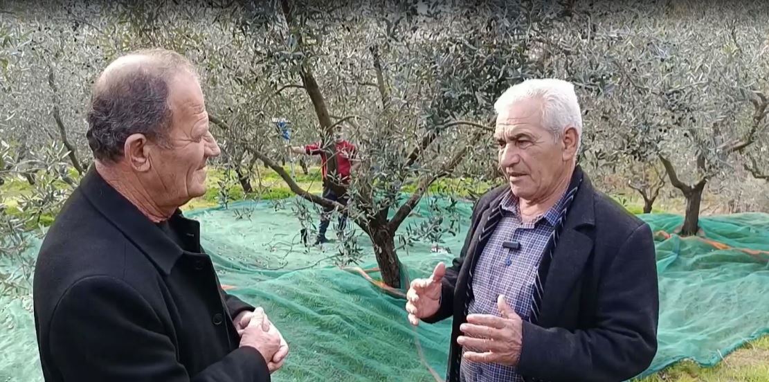 dritasi,-toka-e-ullinjve/-xhixha:-duhet-te-jesh-agronom-dhe-njohes-i-mire-i-ullirit,-nuk-eshte-e-thjeshte