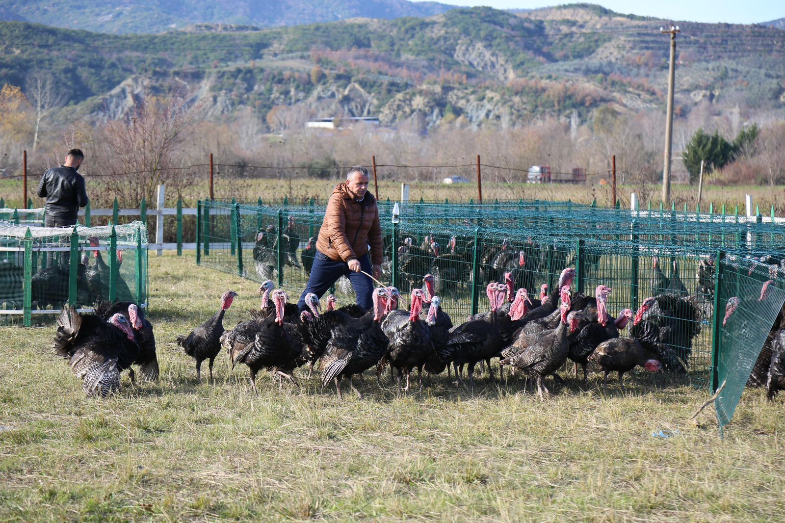 baldushk,-hapet-tregu-i-shpendeve,-tradita-e-fundvitit-qe-mbledh-qytetaret-e-tiranes