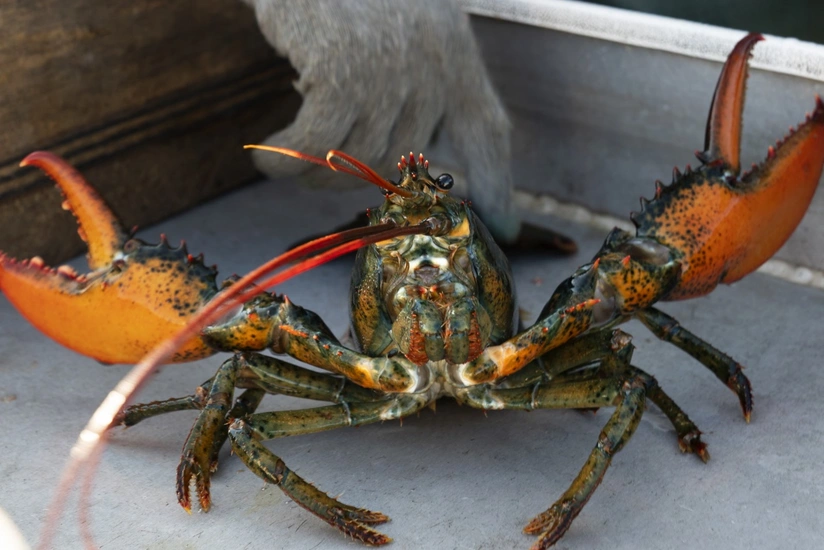 britania-e-madhe-do-te-ndaloje-zierjen-e-gaforreve-te-gjalla