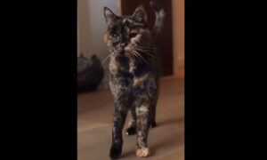 macja-me-e-vjeter-ne-bote-mbush-sot-30-vjece