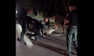 kaos-ne-florida/-momente-paniku,-aligatori-gjigant-4.2-metra-bllokon-rrugen-(video)