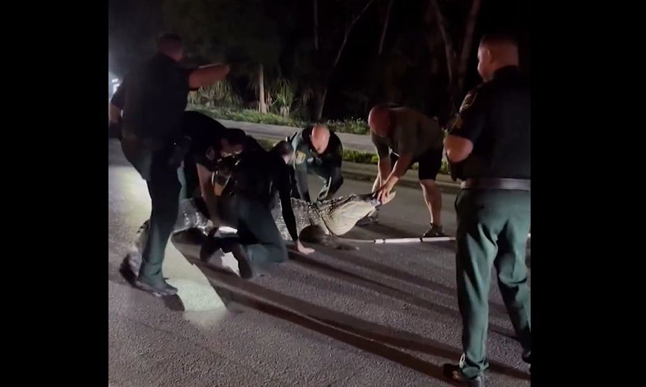 kaos-ne-florida/-momente-paniku,-aligatori-gjigant-4.2-metra-bllokon-rrugen-(video)