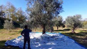 kruja-e-ullirit,-tradita-shekullore/-flet-kultivuesi-mustafa-tema:-kam-rrenje-100-vjecare