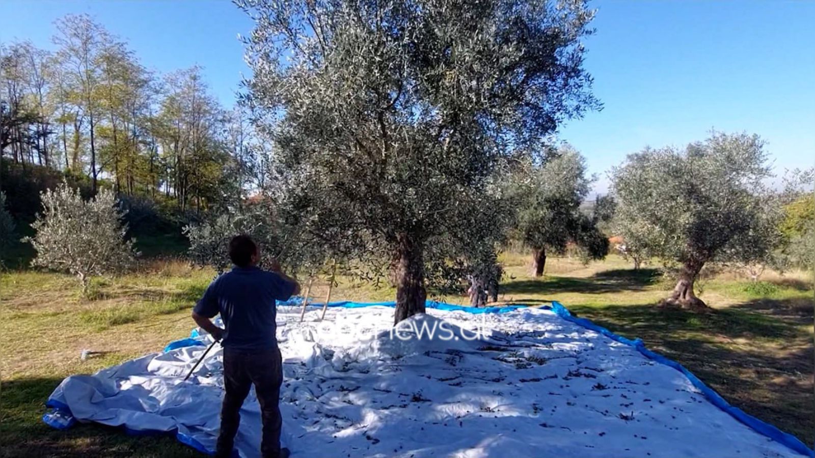 kruja-e-ullirit,-tradita-shekullore/-flet-kultivuesi-mustafa-tema:-kam-rrenje-100-vjecare