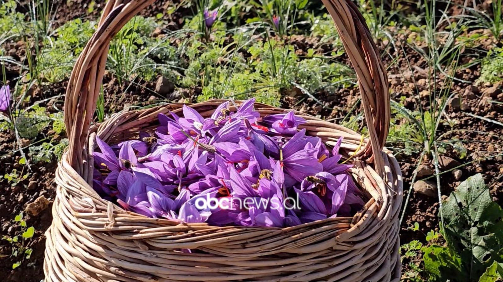 bima-me-e-shtrenjte-ne-shqiperi/-shafrani-qe-njihet-edhe-si-ari-i-kuq-“zgjon”-interesin-e-fermereve