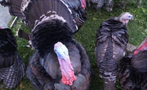 video/-panairi-i-gjelit-te-detit-ne-peqin-synon-te-promovoje-prodhimin-vendas,-fermeret-ankohen-per-cmimet-jo-te-favorshme