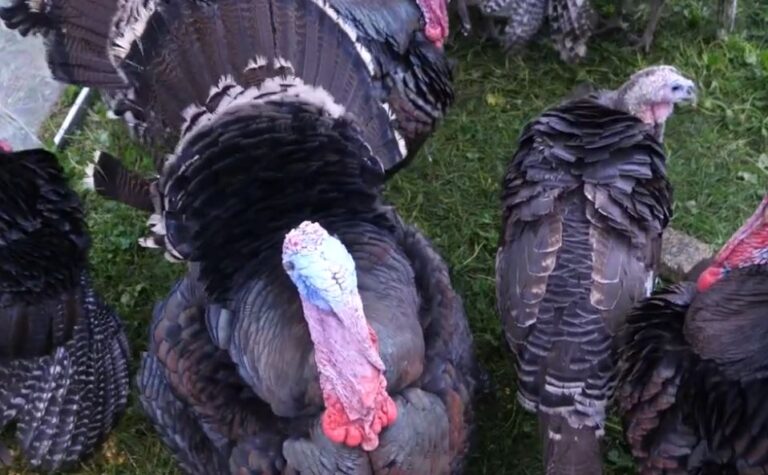 video/-panairi-i-gjelit-te-detit-ne-peqin-synon-te-promovoje-prodhimin-vendas,-fermeret-ankohen-per-cmimet-jo-te-favorshme