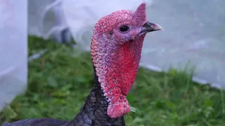 gjeli-i-detit,-importi-uli-cmimet/-fermeret-ne-peqin:-rritja-natyrale-e-shpendeve,-kohe-dhe-kosto