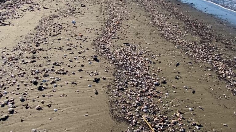 katastrofe-mjedisore-ne-brigjet-e-adriatikut,-plazhet-e-divjakes-dhe-vile-boshtoves-te-mbuluara-nga-mbetjet