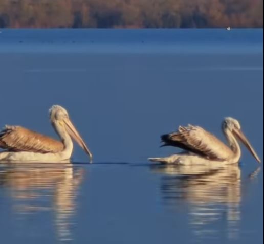 rama-ndan-pamje-nga-liqeni-i-shkodres:-se-shpejti-do-t’i-bashkohet-listes-se-zonave-te-biosferes-se-mbrojtur-nga-unesco