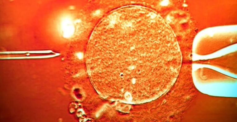 dhuroi-sperme…-dhe-kancer/-materiali-gjenetik-u-perdor-per-ngjizjen-e-rreth-200-femijeve