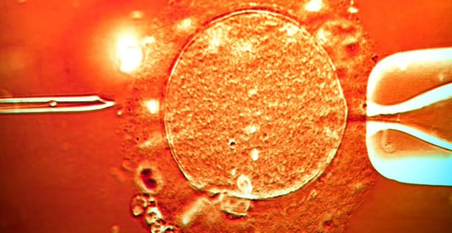 dhuroi-sperme…-dhe-kancer/-materiali-gjenetik-u-perdor-per-ngjizjen-e-rreth-200-femijeve