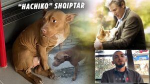 ‘hachiko’-i-tiranes,-qeni-qe-kerkon-neper-rruge-e-autobuse-pronarin-e-ndjere
