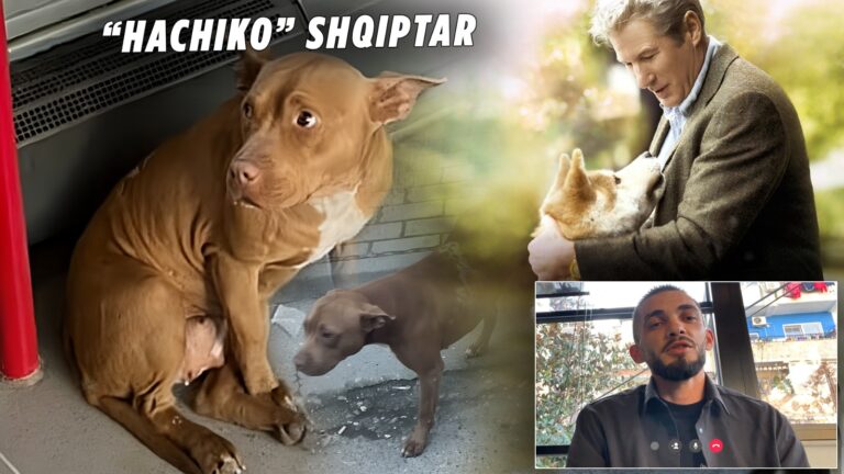 ‘hachiko’-i-tiranes,-qeni-qe-kerkon-neper-rruge-e-autobuse-pronarin-e-ndjere