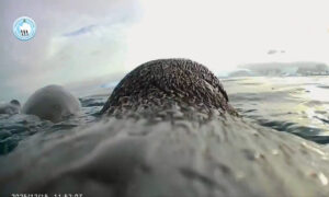 video/-jeta-ne-antarktide,-shkencetaret-publikojne-pamjet-unike-te-filmuara-nga-nje-pinguin