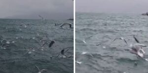 videolajm/-deti-i-sarandes-“pushtohet”-nga-pulebardhat,-spektakel-natyror-mes-shiut