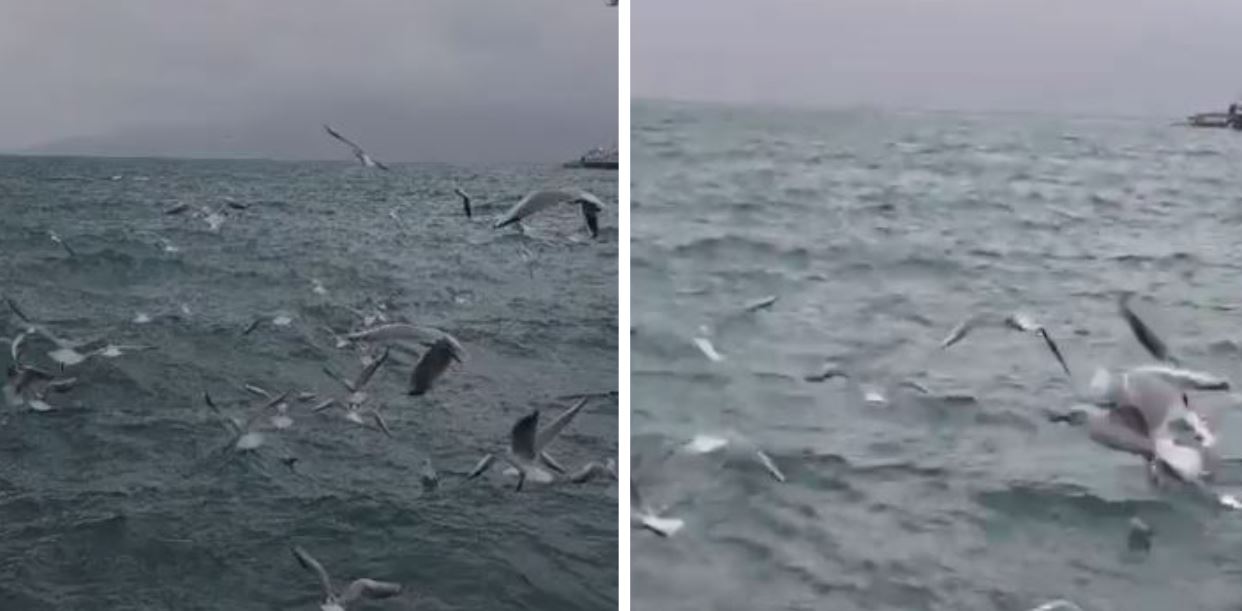 videolajm/-deti-i-sarandes-“pushtohet”-nga-pulebardhat,-spektakel-natyror-mes-shiut