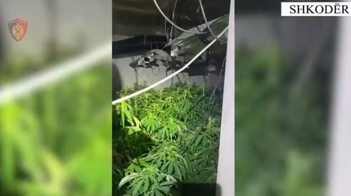 shkoder-/-zbulohet-banesa-e-pershtatur-per-kultivimin-e-kanabisit-me-llamba,-shpallen-ne-kerkim-dy-persona
