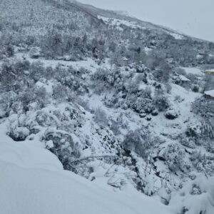 situate-e-rende-nga-bora-ne-njesine-administrative-kukur-ne-gramsh,-5-fshatra-te-izoluar