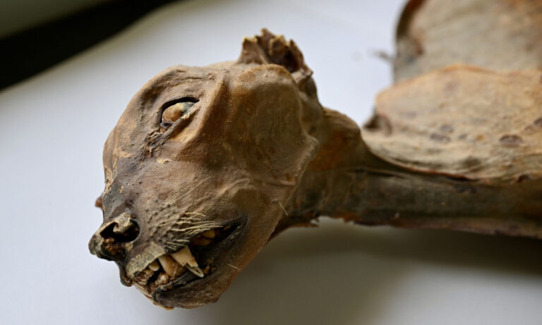 shkencetaret-zbulojne-trupa-te-mumifikuar-gepardi-ne-shpella-ne-arabine-saudite