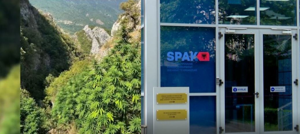 “si-kane-gdhire-bimet-sot?-inshalla-s’na-i-prejne-or-burre!”-bujar-sefa-inkurajonte-kultivuesit-e-droges-ne-kruje:-mos-u-dorezoni,-shpresa-vdes-e-fundit!