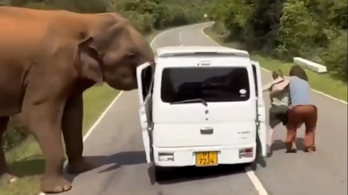 video/-terror-per-turistet-ruse-ne-sri-lanka,-ata-sulmohen-nga-nje-elefant-kur-u-perpoqen-ta-ushqenin