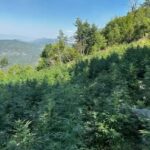 akuzohet-se-bashke-me-familjen-mbolli-droge-ne-banese,-arrestohet-i-riu-ne-malesine-e-madhe