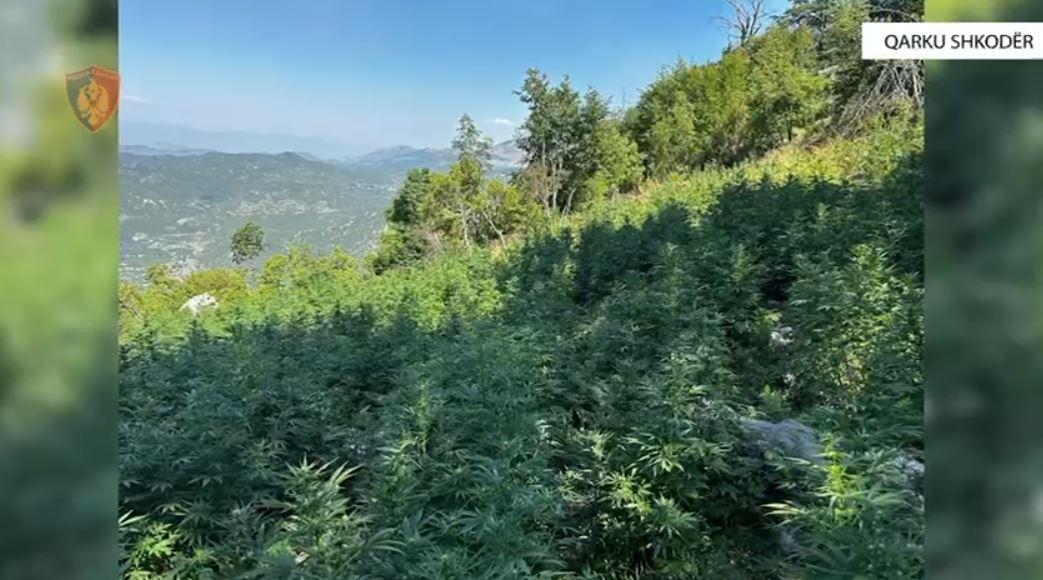 akuzohet-se-bashke-me-familjen-mbolli-droge-ne-banese,-arrestohet-i-riu-ne-malesine-e-madhe