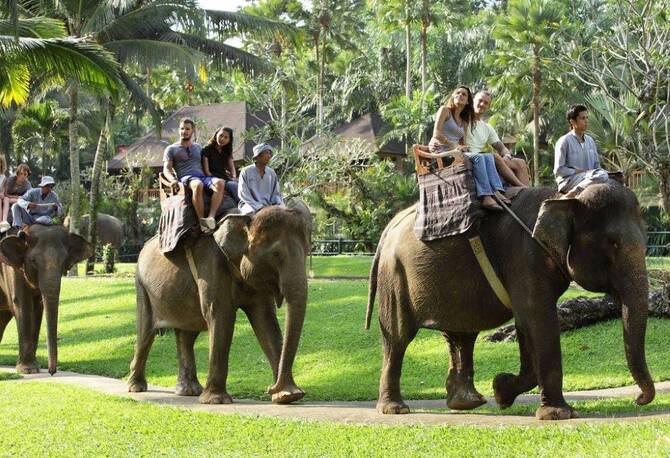 indonezia-behet-vendi-i-pare-aziatik-qe-ndalon-udhetimet-me-elefante