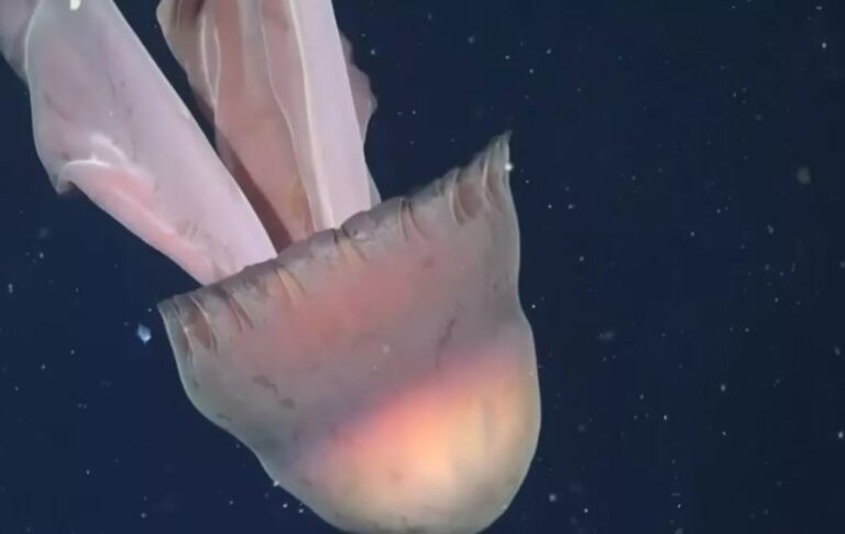 sa-nje-autobus,-shkencetaret-zbulojne-nje-kandil-deti-gjigant-prane-brigjeve-te-argjentines-(video)